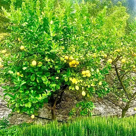 Frühstückspension Il Gabbiano Di Pieve 3*