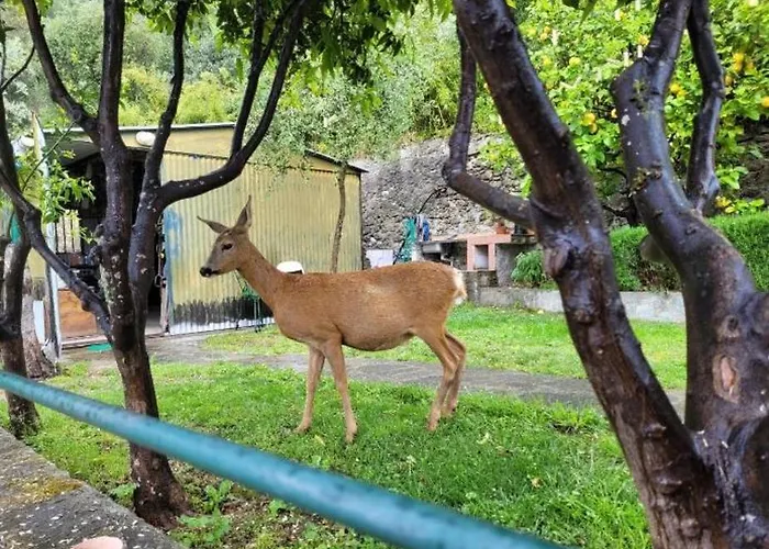 Il Gabbiano Di Pieve 3* بييفي ليجوري